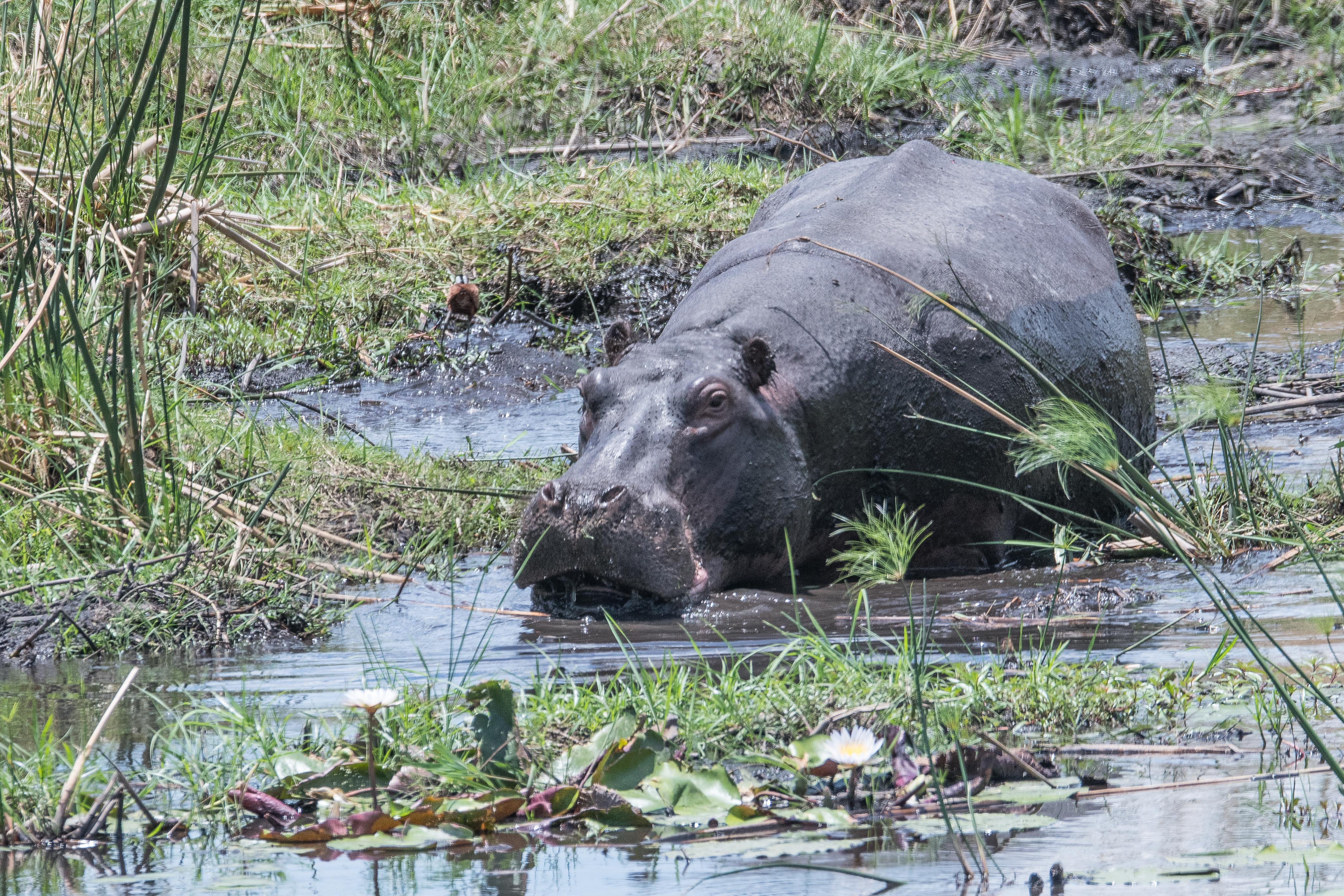 Hippopotame commun (Hippopotamus, Hippopotamus amphibius), énorme adulte  se nourrissant au bord  de la rivière Kwando, Kwando lagoon camp, Delta de l'Okavango, Botswana.